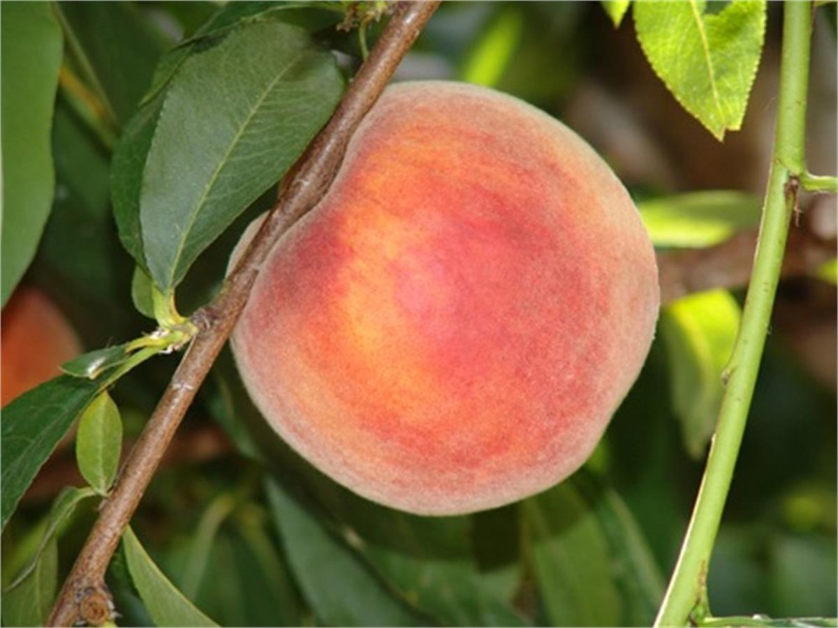 Prunus persica Glohaven şeftali fidanı