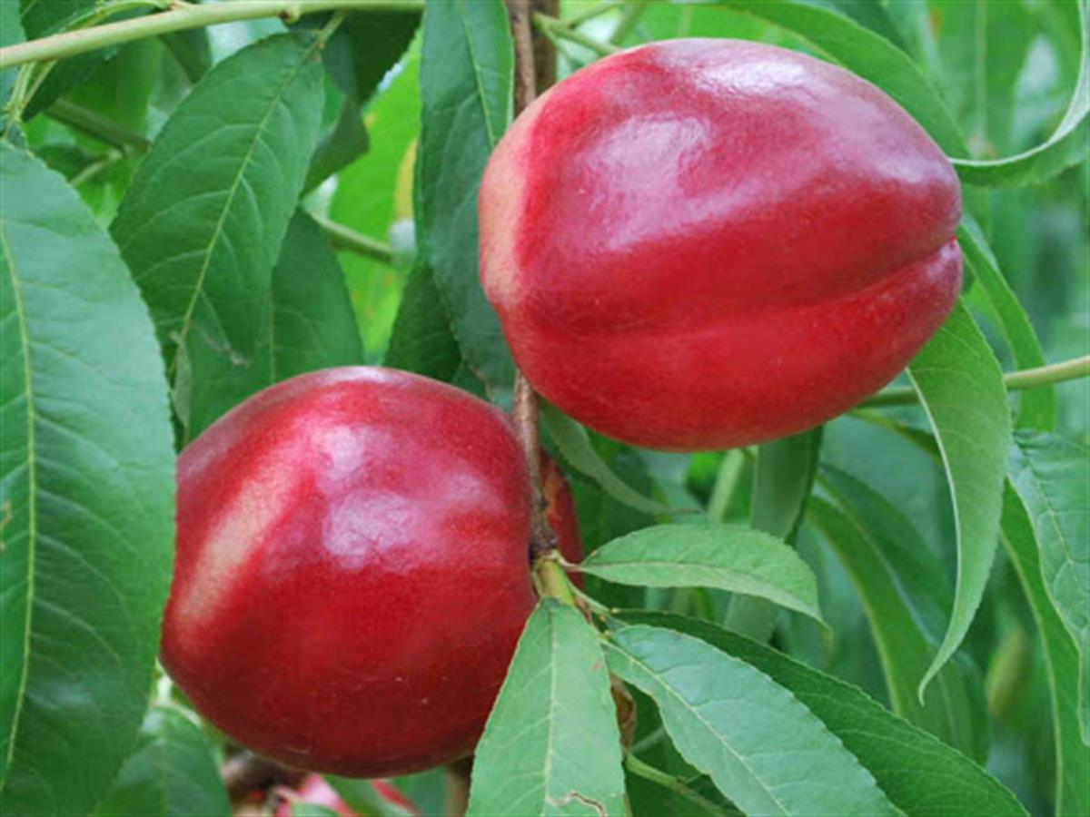 Prunus persica nucipersica Caldesi 2000 Nektarin Şeftali fidanı