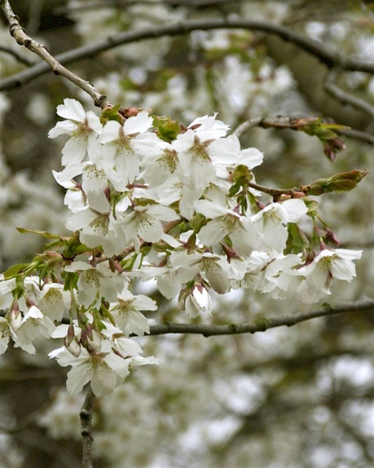 Prunus serrulata Jo-nioi Süs Kirazı