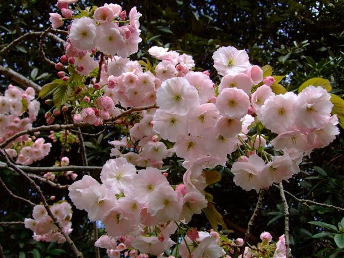 Prunus sieboldii Süs Kirazı