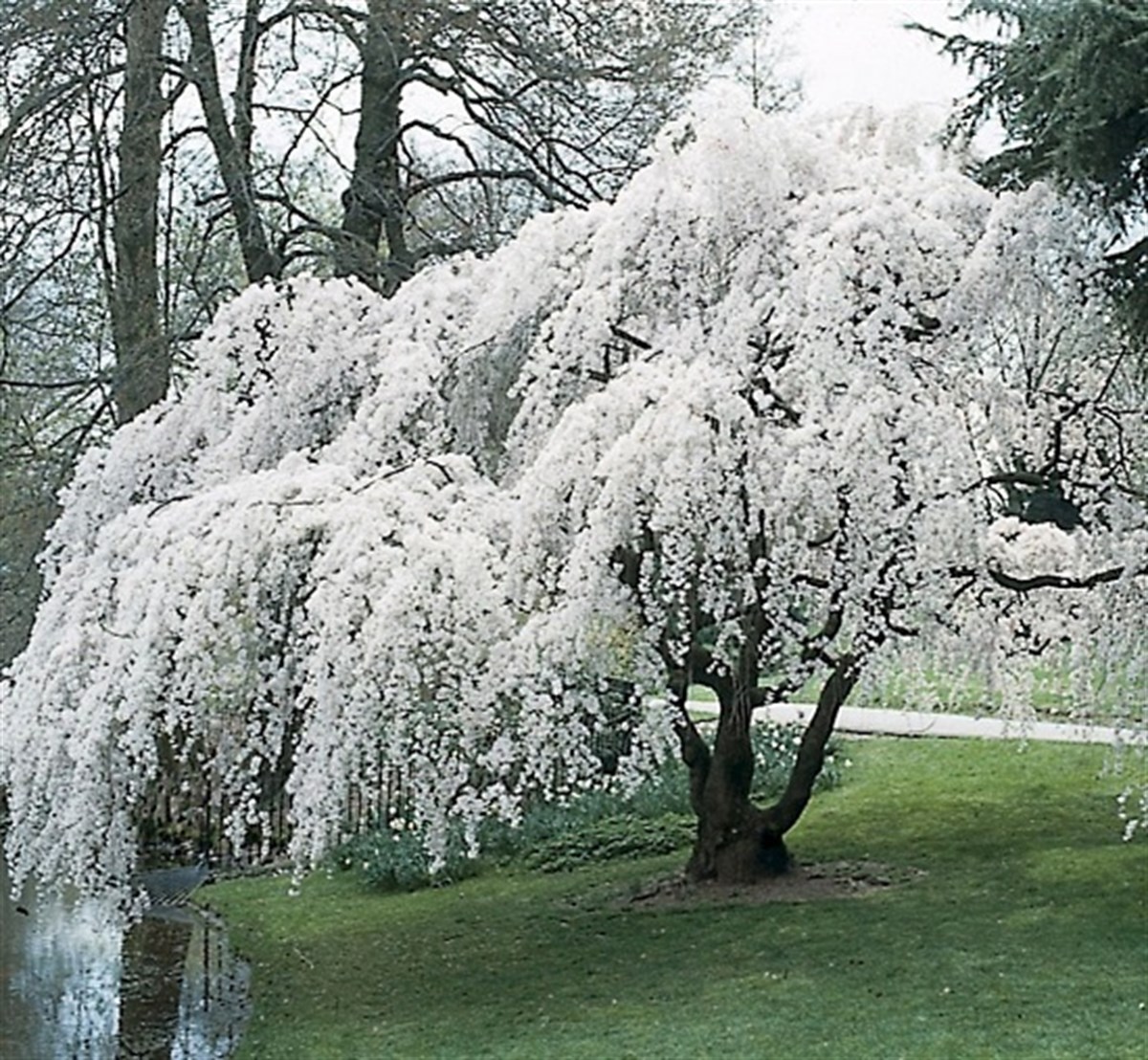 Prunus subhirtella pendula Süs Kirazı