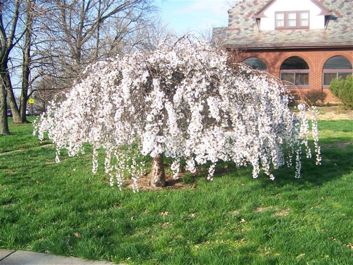 Prunus subhirtelle alba Sarkık Dallı Beyaz Çiçekli Süs Kirazı