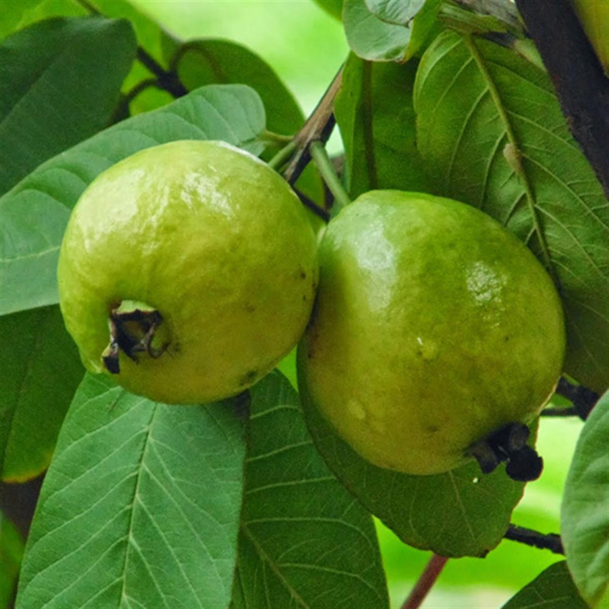 Psidium guajava Armut Guava fidanı