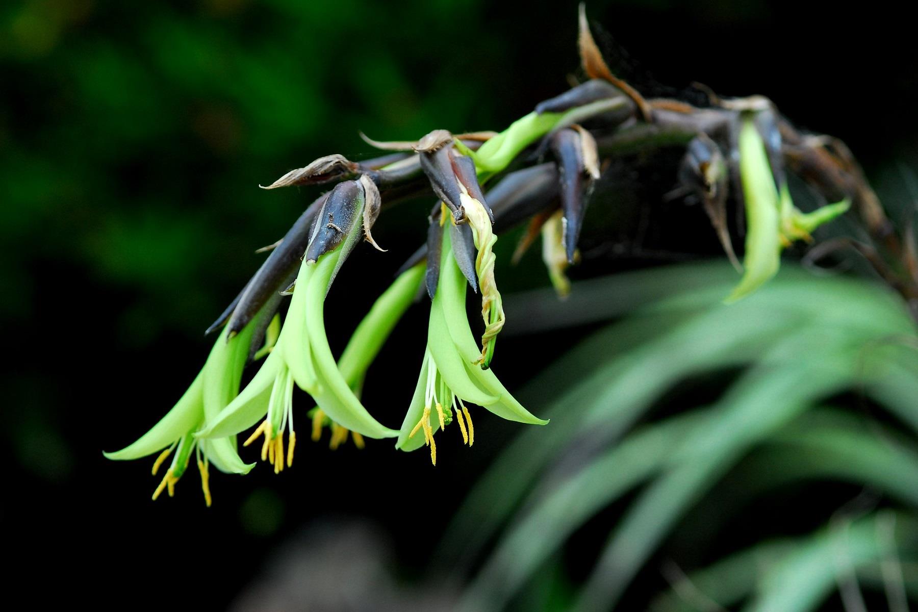 Puya mirabilis mucize puya