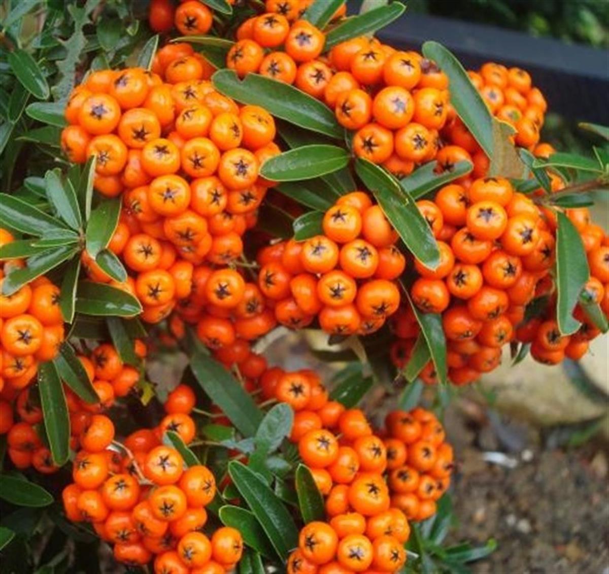 Pyracantha cocc. Nana Navaho Kavuniçi Bodur Ateş Dikeni fidanı