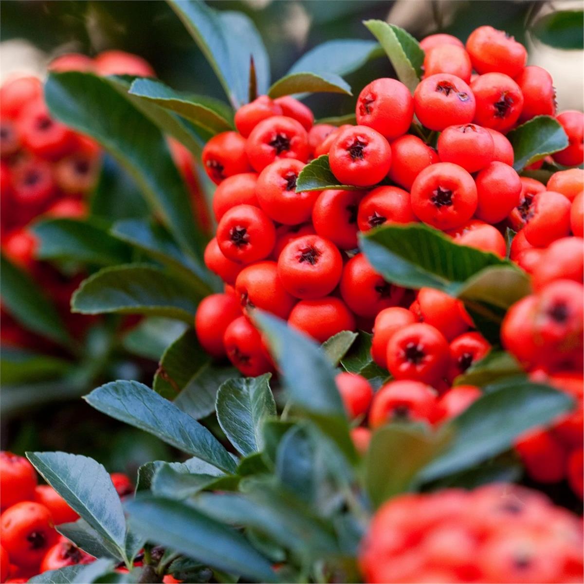 Pyracantha coccinea Red Star Kırmızı Ateş dikeni fidanı