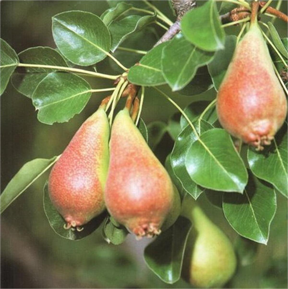 Pyrus com. June Beauty Haziran Güzeli Armut fidanı