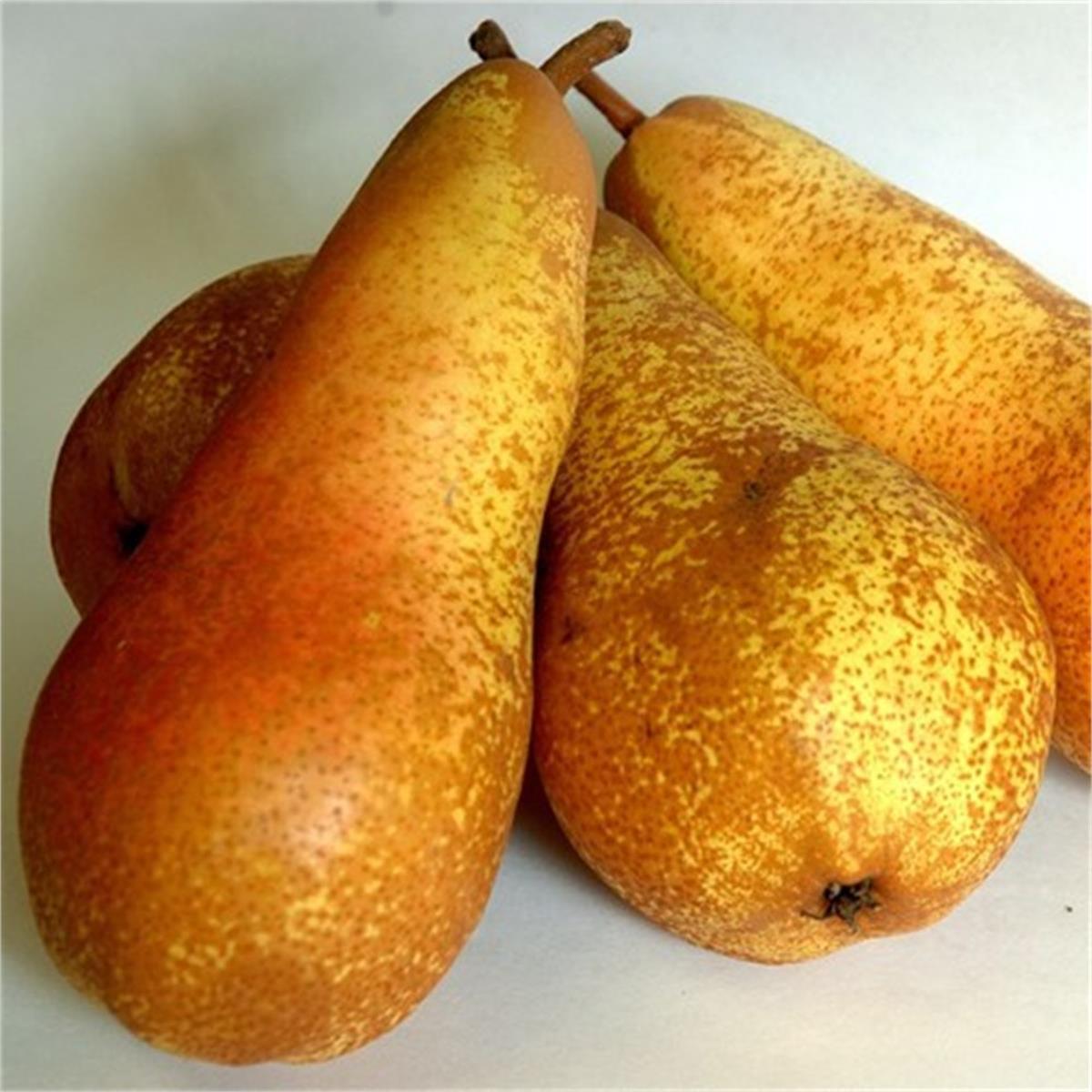 Pyrus communis Abbefetel Armut fidanı