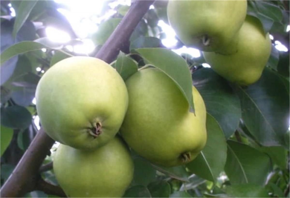 Pyrus communis Bahribey Armut fidanı