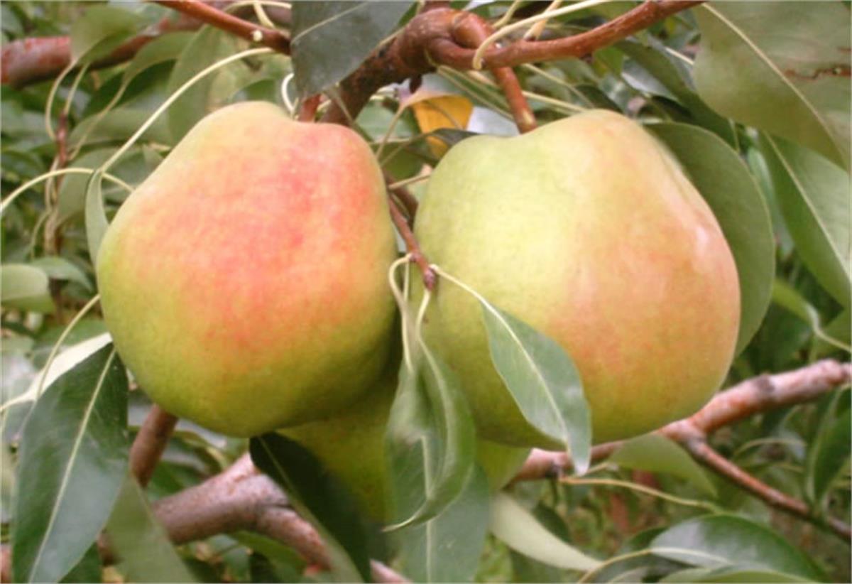 Pyrus communis Deveci Armut fidanı