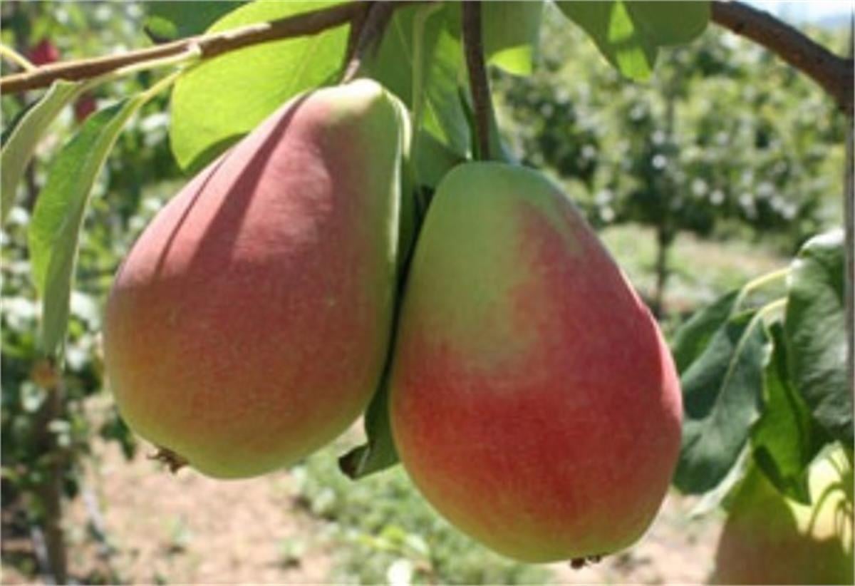 Pyrus communis Etrusca Etruşka Armut fidanı