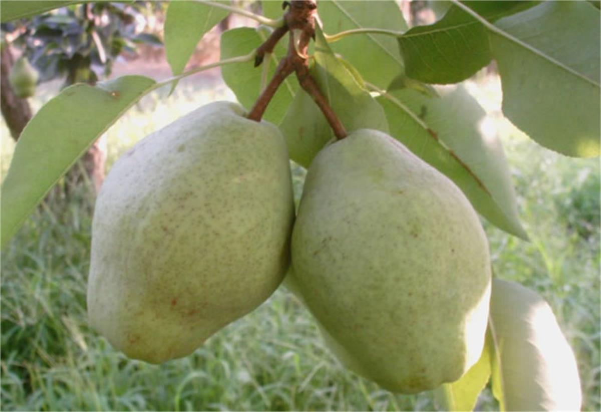 Pyrus communis Margaret Marilla Armut fidanı