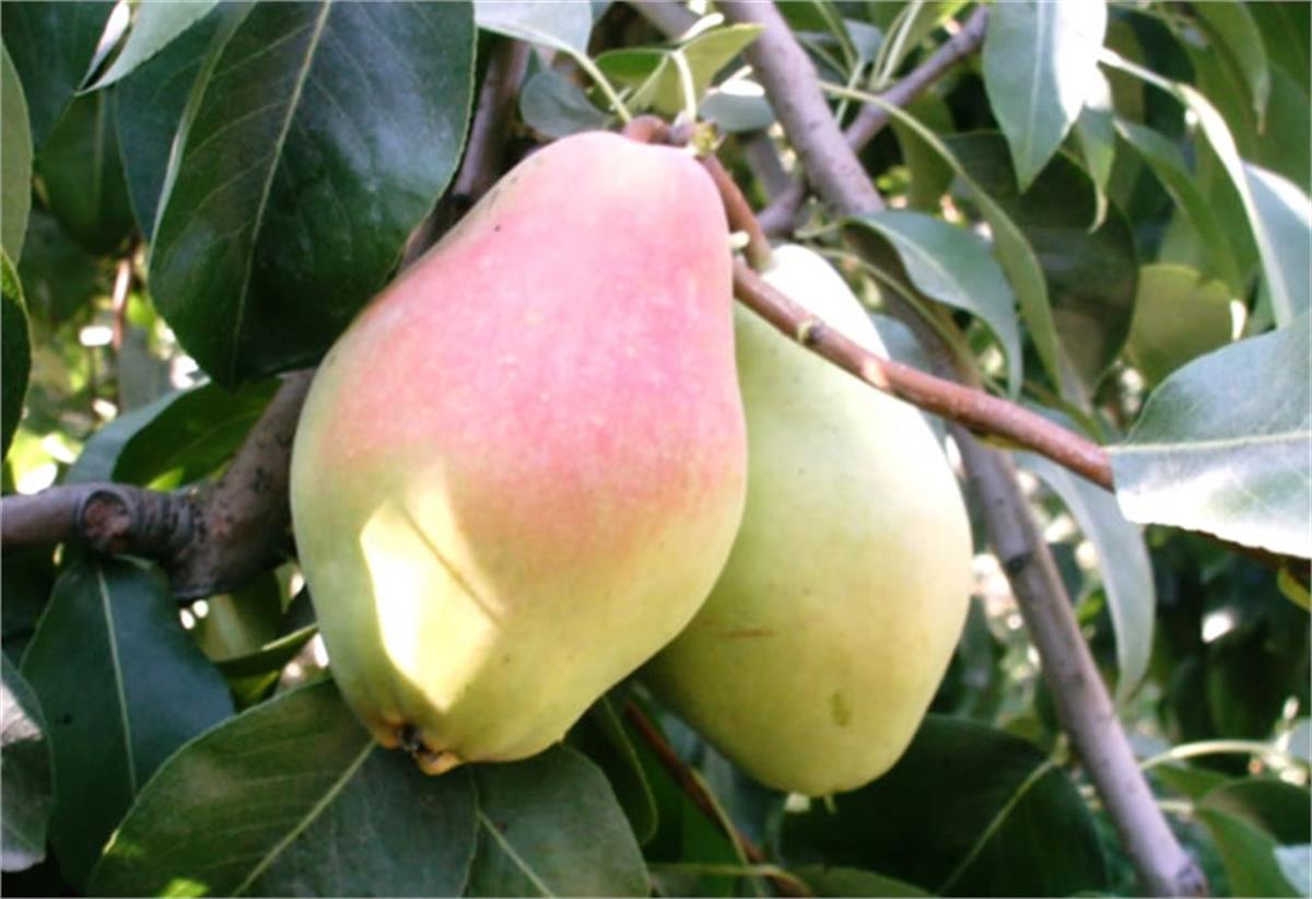 Pyrus communis Santa Maria Armut fidanı