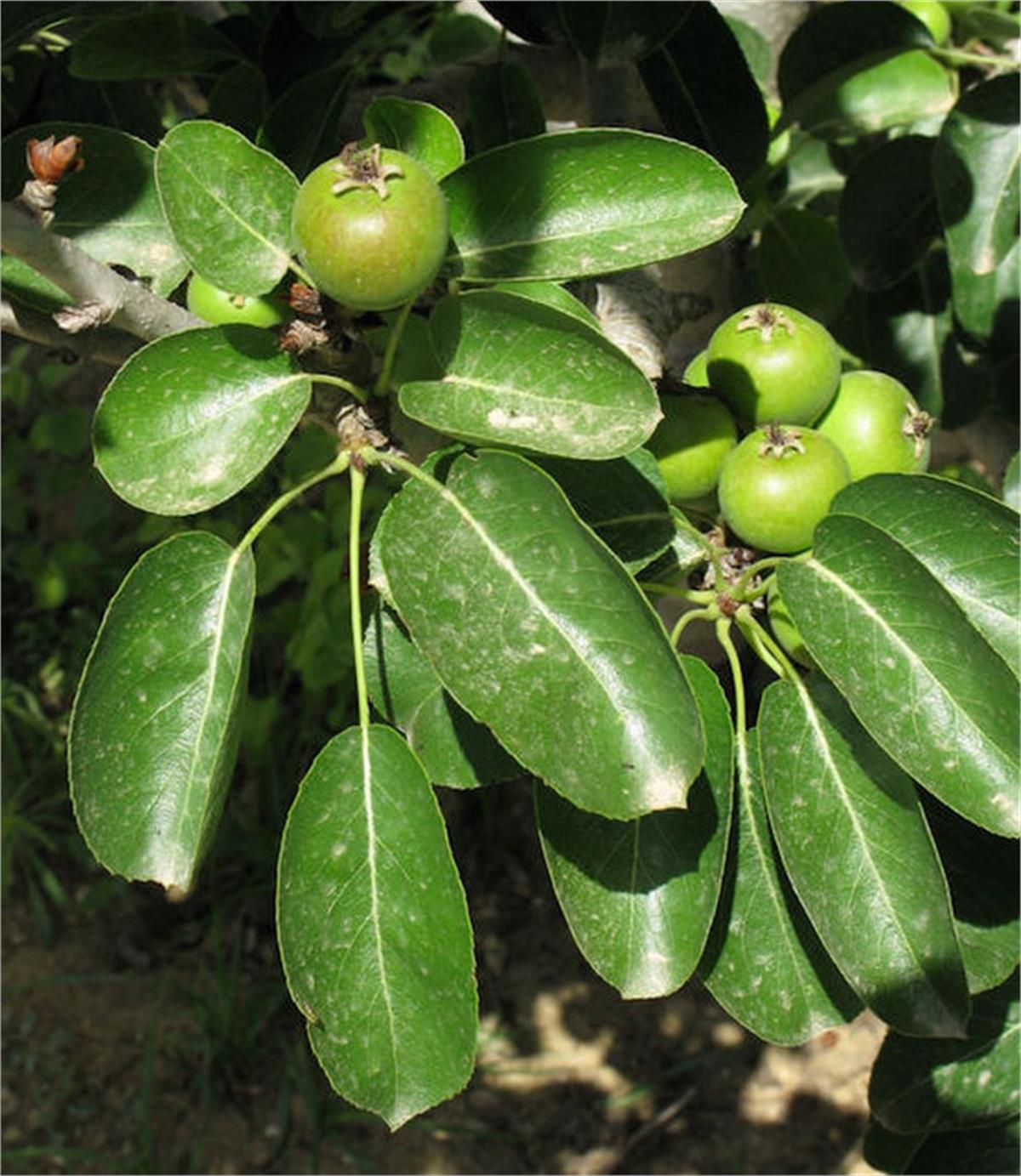 Pyrus communis Yabani armut fidanı