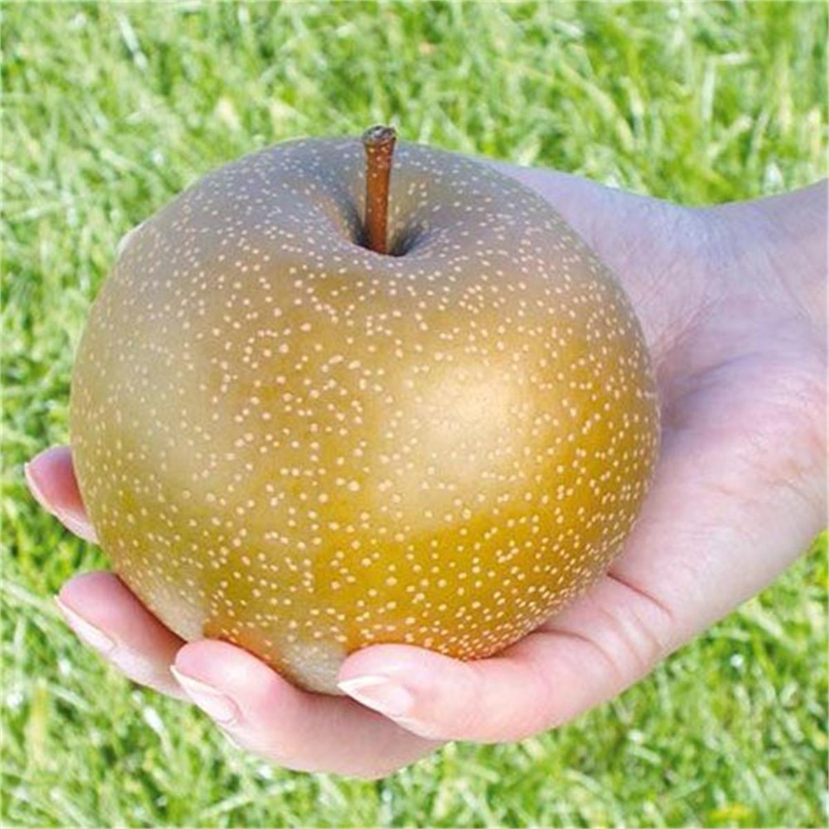 Pyrus pyrifolia Korean Giant Dev naşi japon armut fidanı