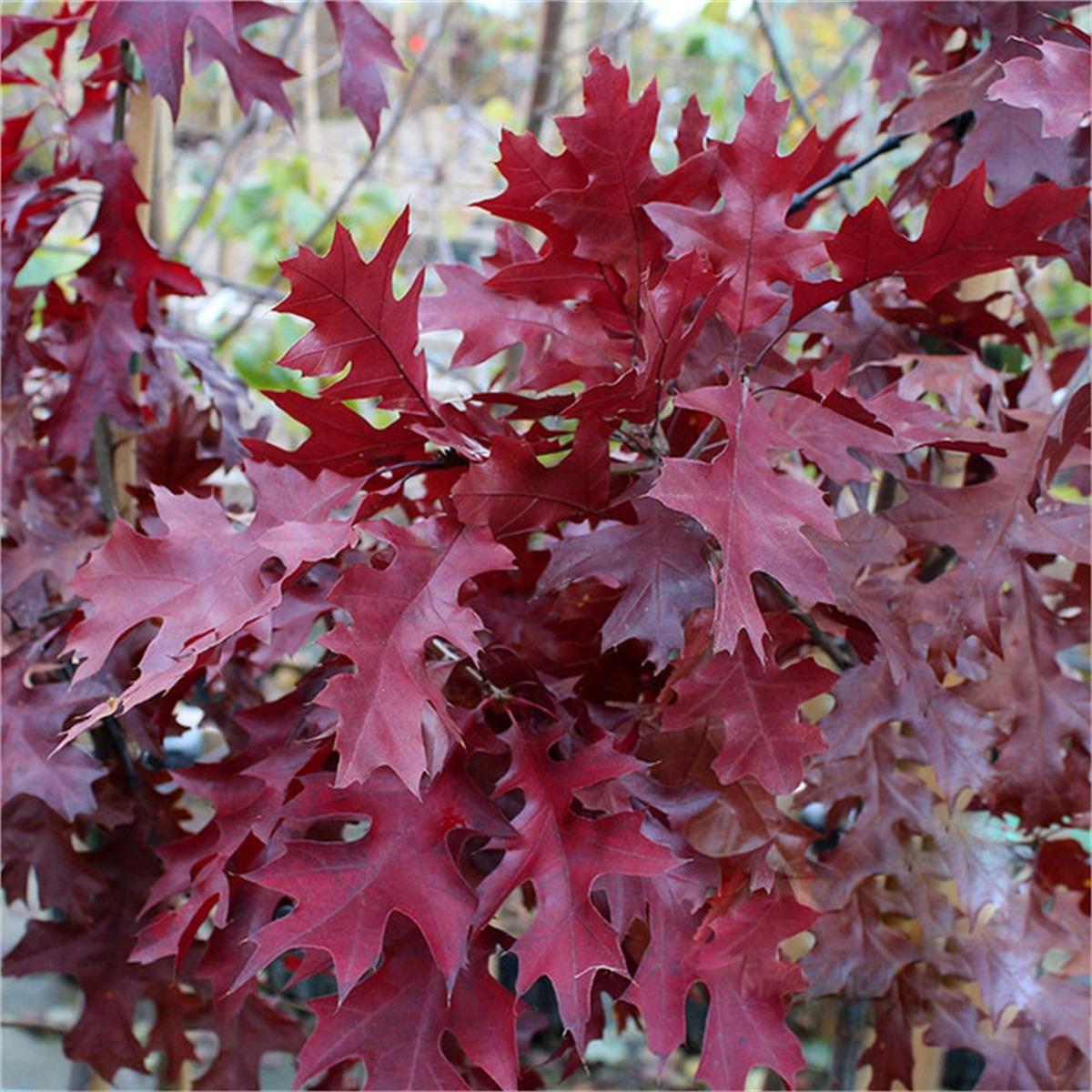 Quercus coccinea Endülüs Meşe fidanı