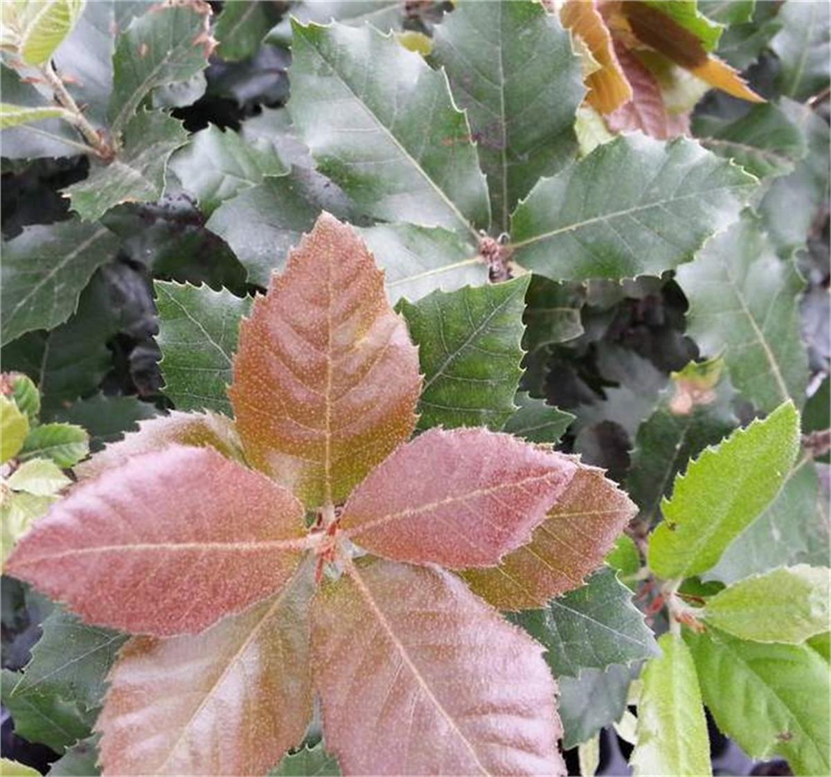 Quercus ilex İlex Yapraklı Meşe Pırnal Meşe fidanı