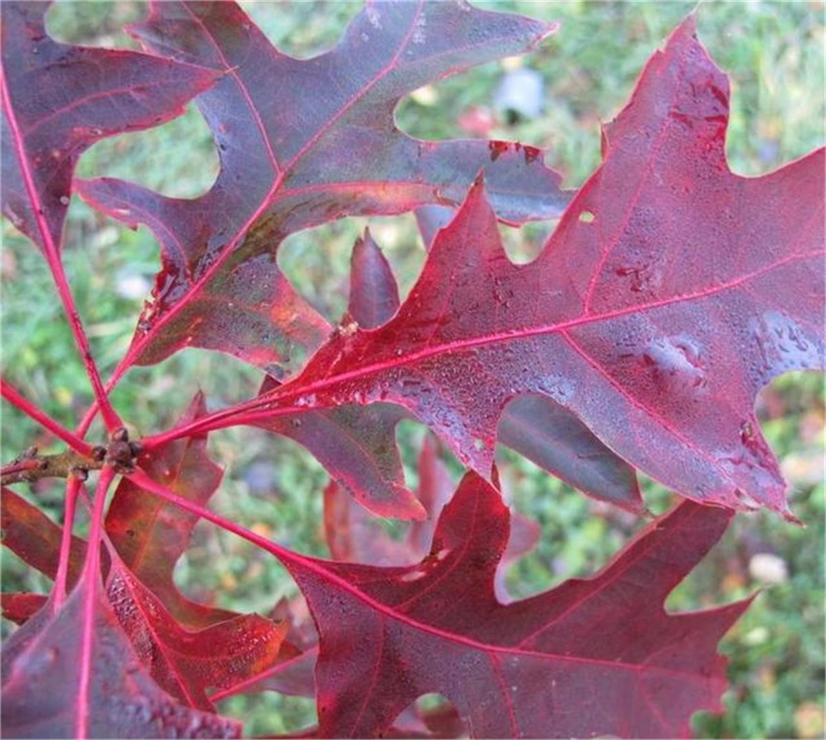 Quercus palustris Bataklık Meşe fidanı