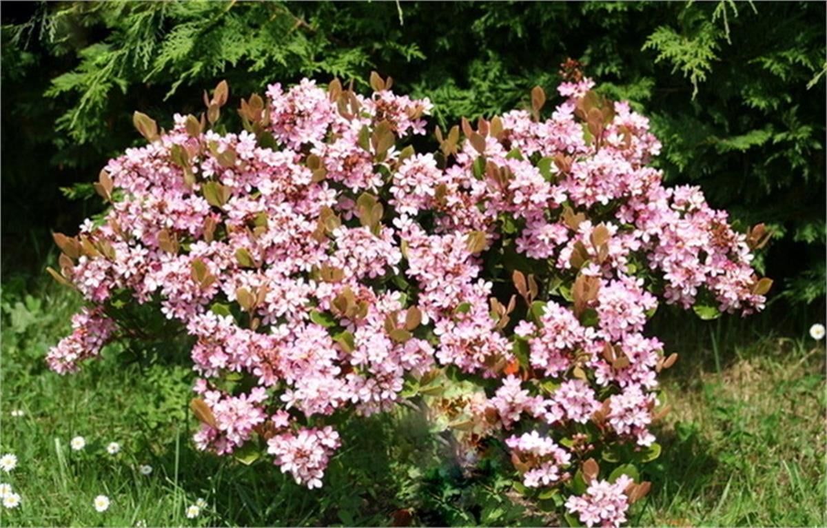 Rhaphiolepis delacourii Coates crimson hint alıcı fidanı