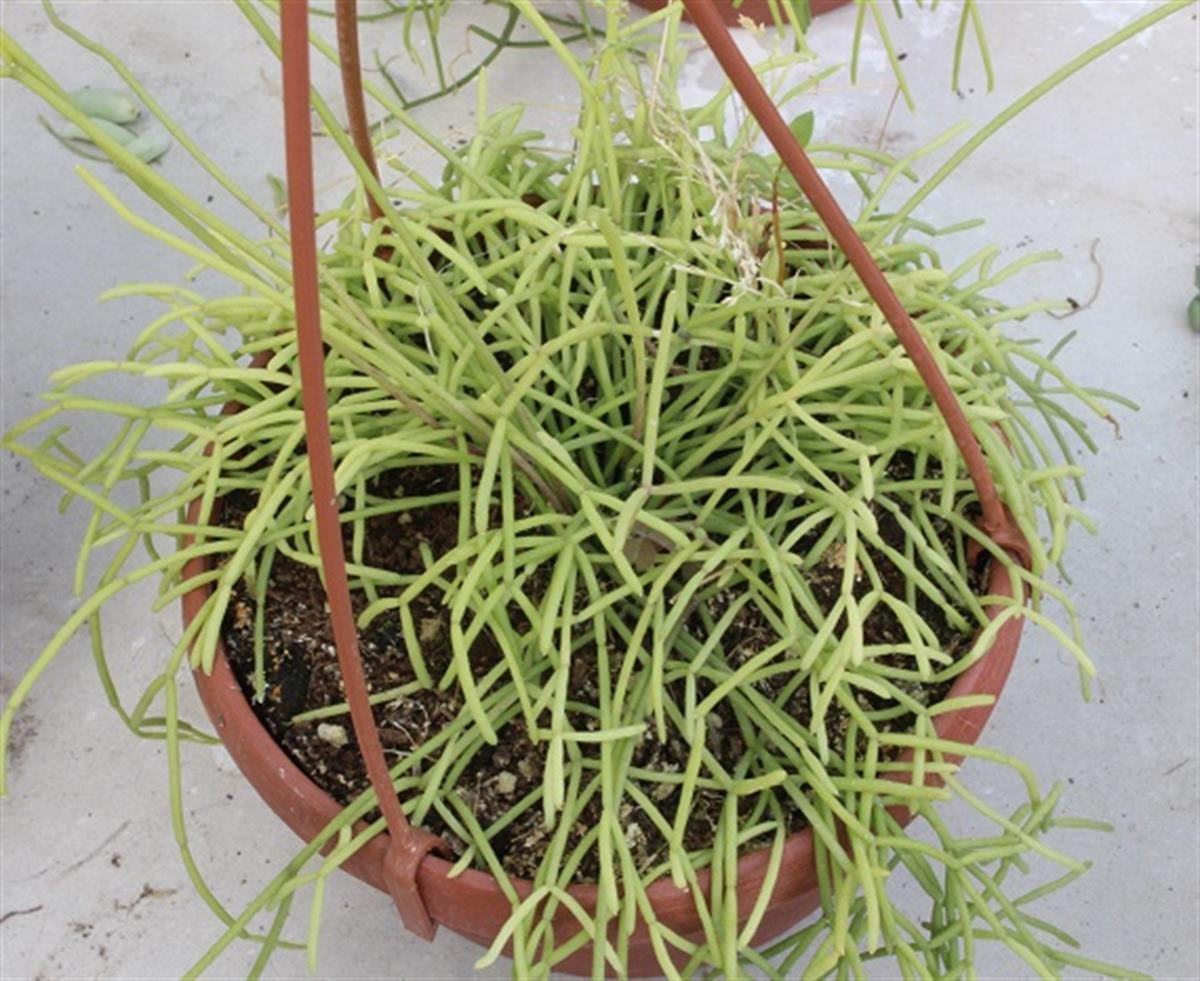 Rhipsalis cassutha İnce