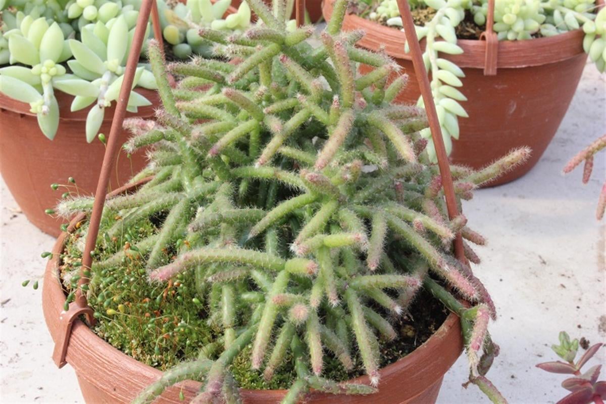 Rhipsalis cassutha Kırmızı