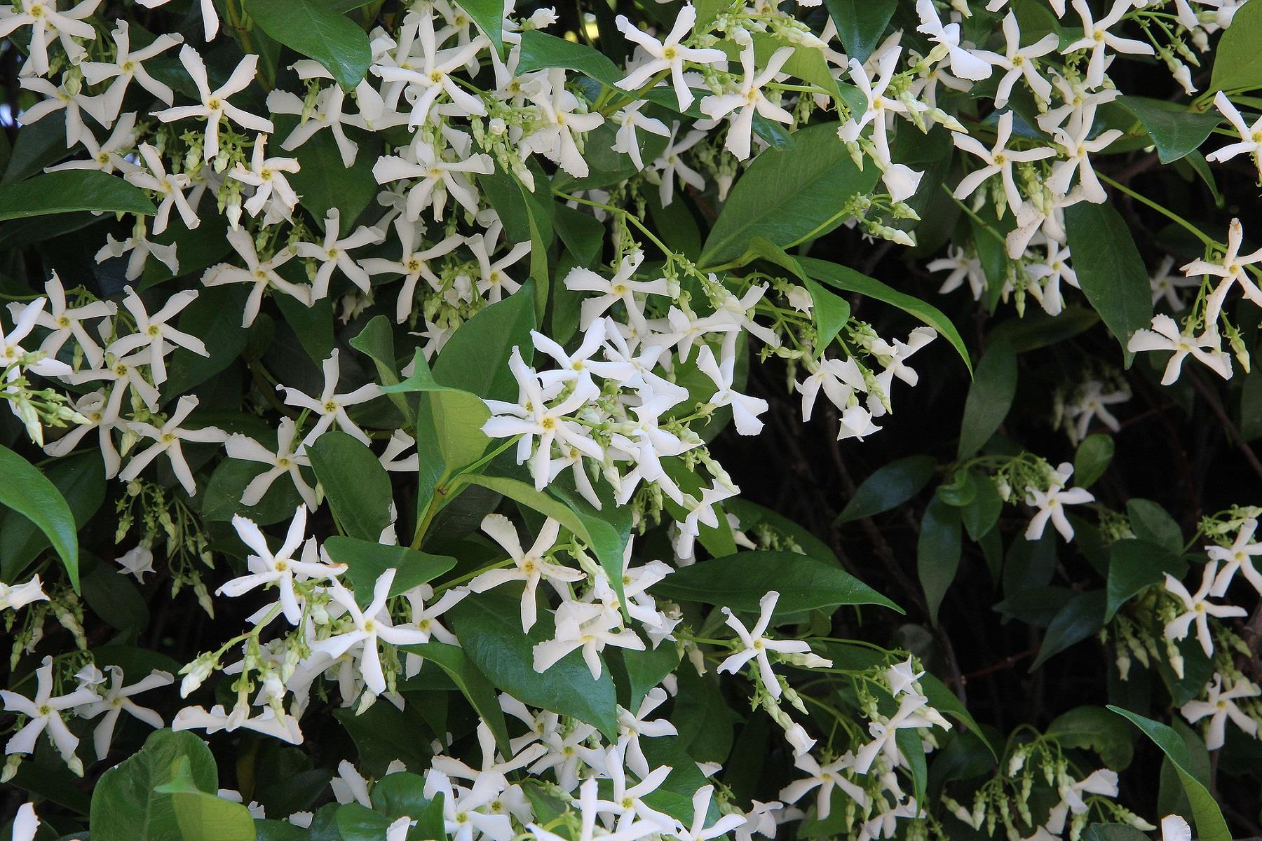 Rhyncospermum jasminoides Arap Yasemini Yasemin fidanı