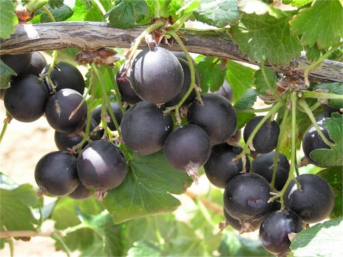 Ribes josta Hollanda Jostaberry fidanı