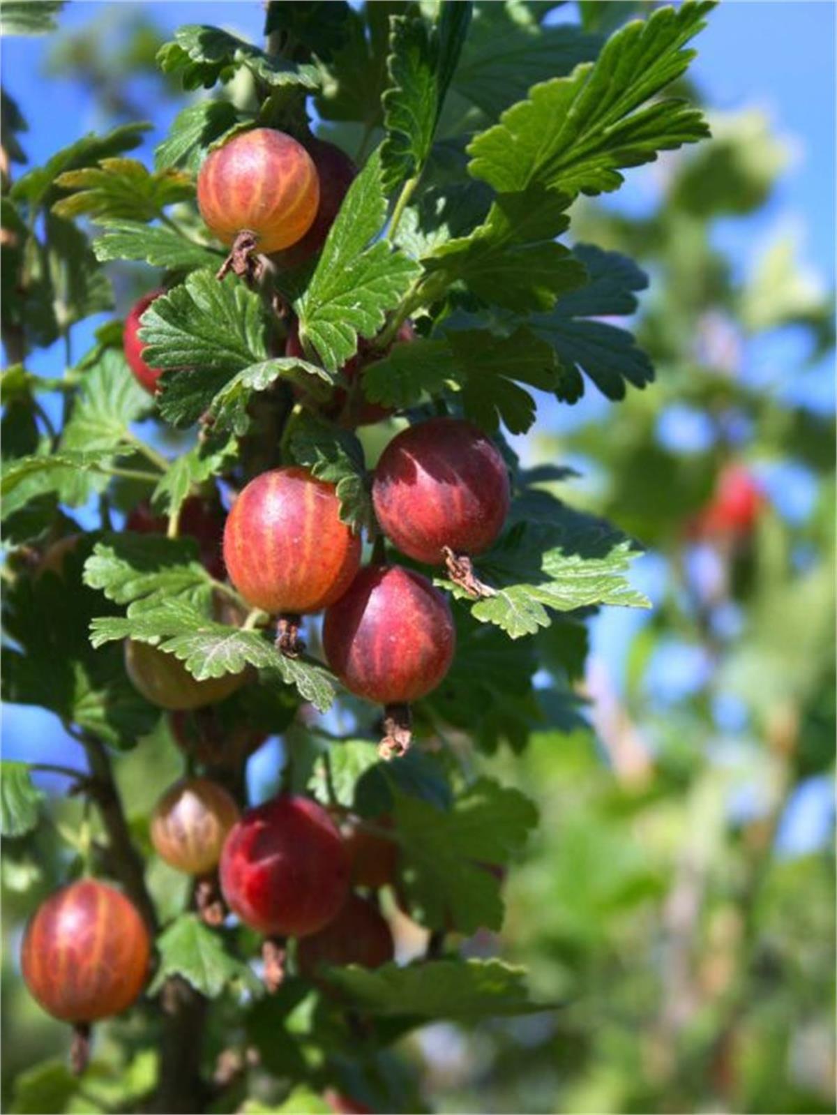 Ribes uva-crispa Spinefree Dikensiz Bektaşi Üzümü fidanı