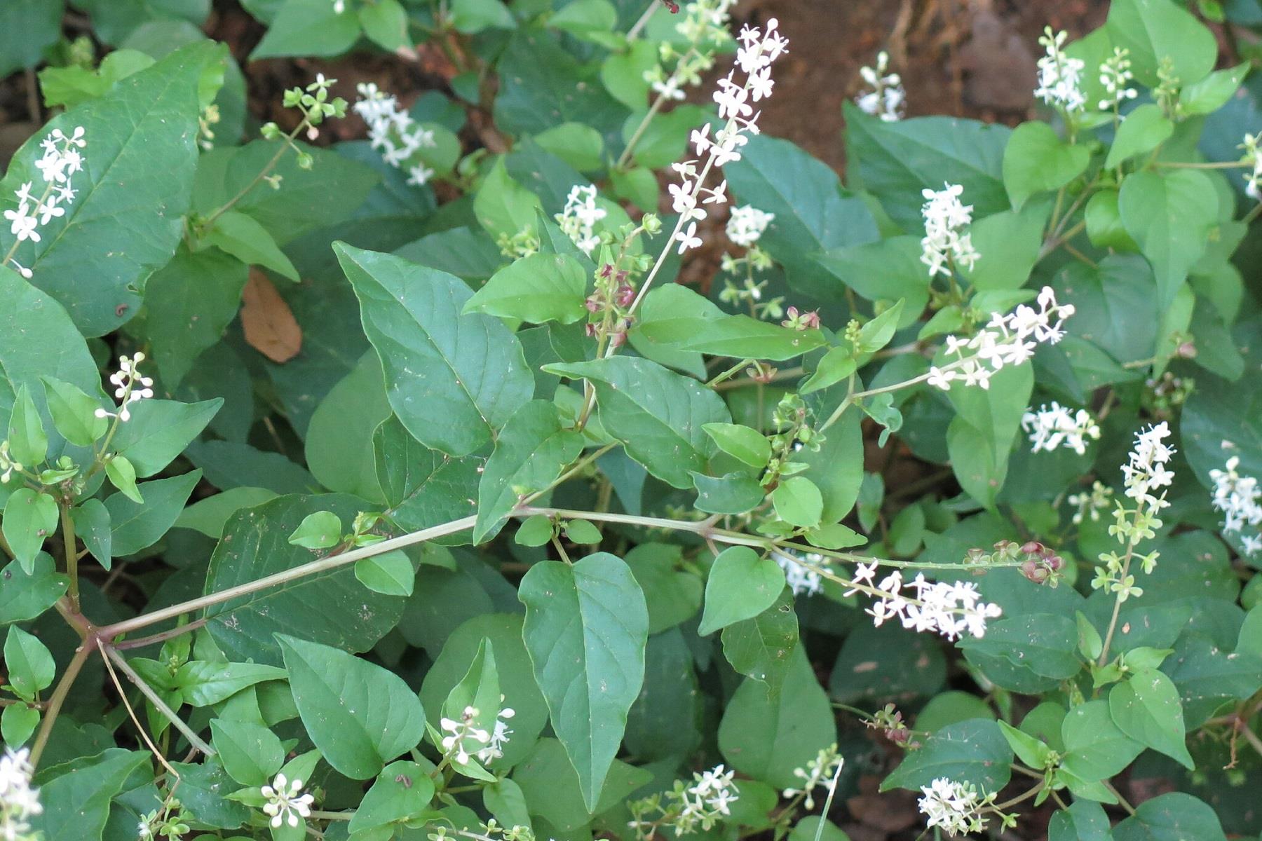 Rivina humilis Bloodberry