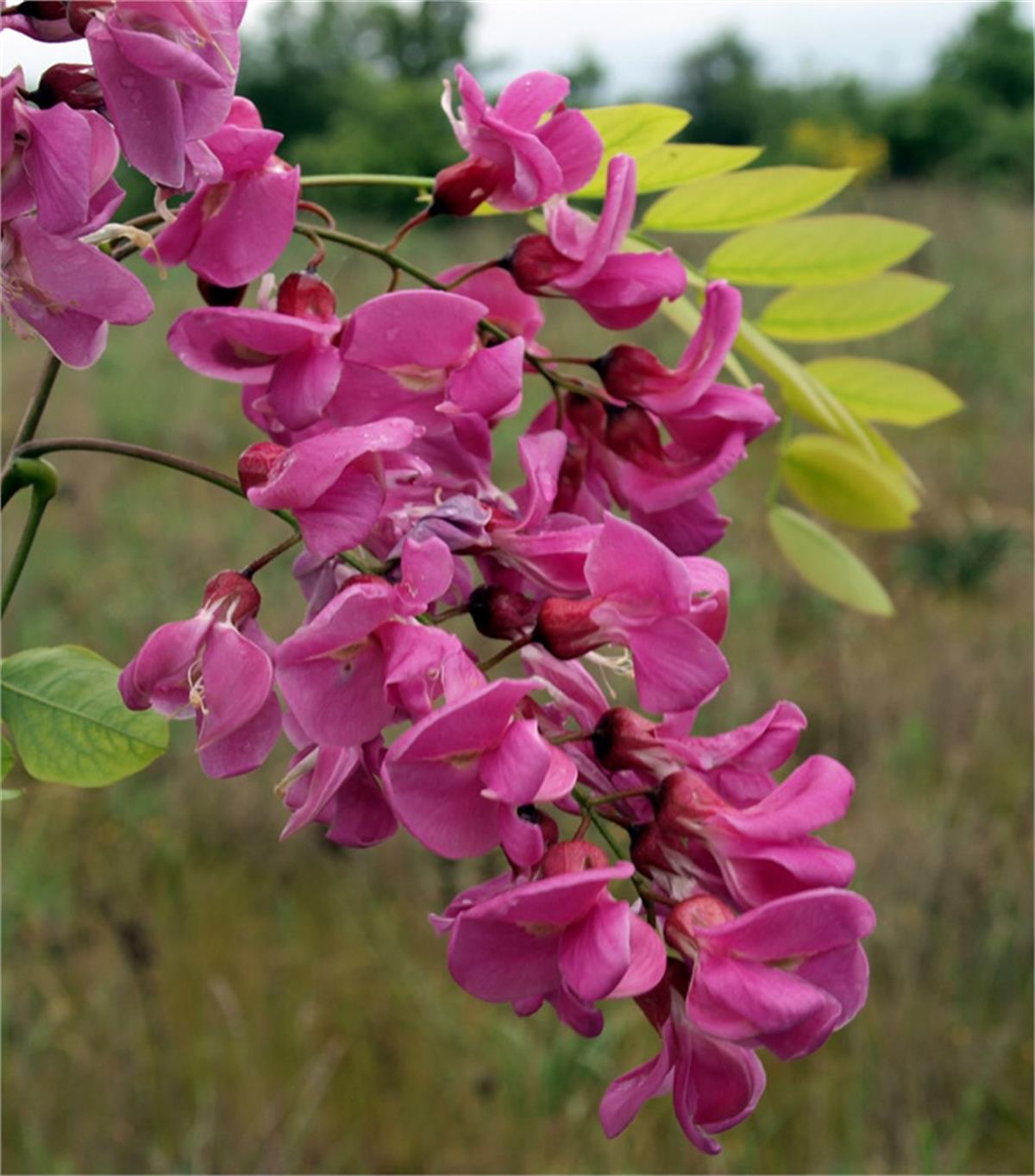 Robinia hispida Rosea Pembe Çiçekli Akasya fidanı