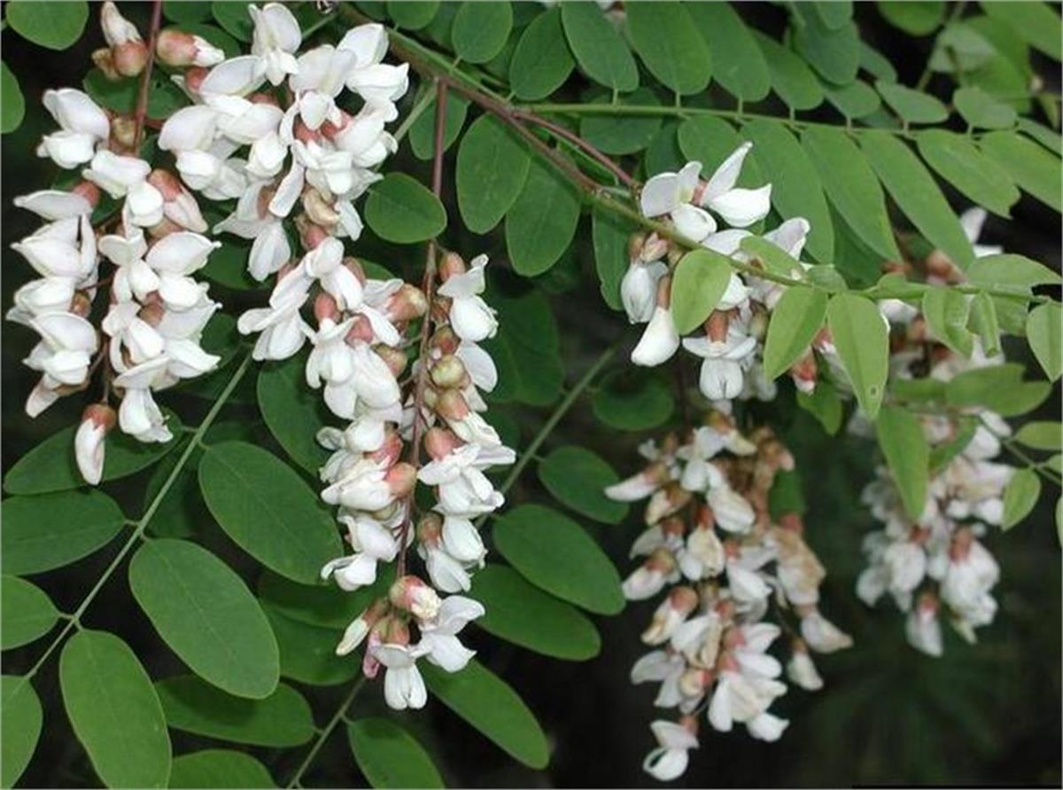Robinia pseudoacacia Beyaz Çiçek Yalancı Akasya fidanı