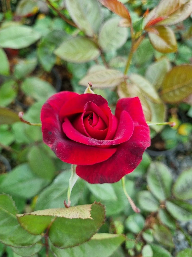 Rosa Baccara Kırmızı Gül fidanı