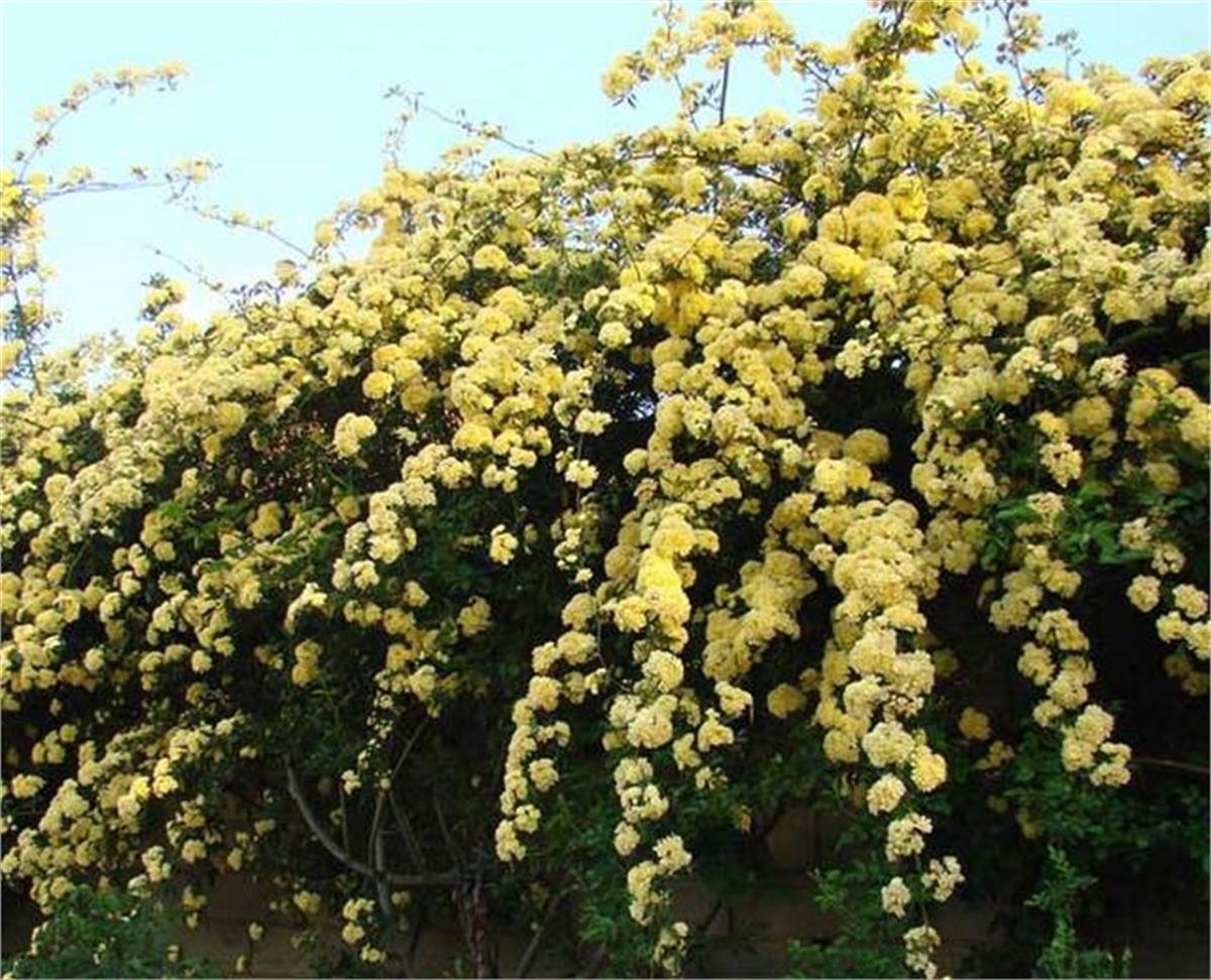 Rosa banksiae Lutea sarı dikensiz ponpon Gül fidanı