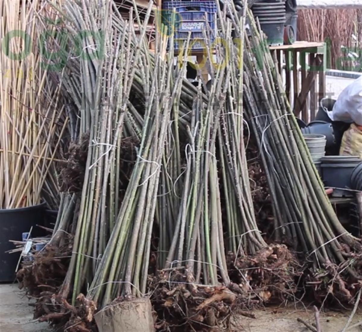 Rosa Baston Gül Anacı