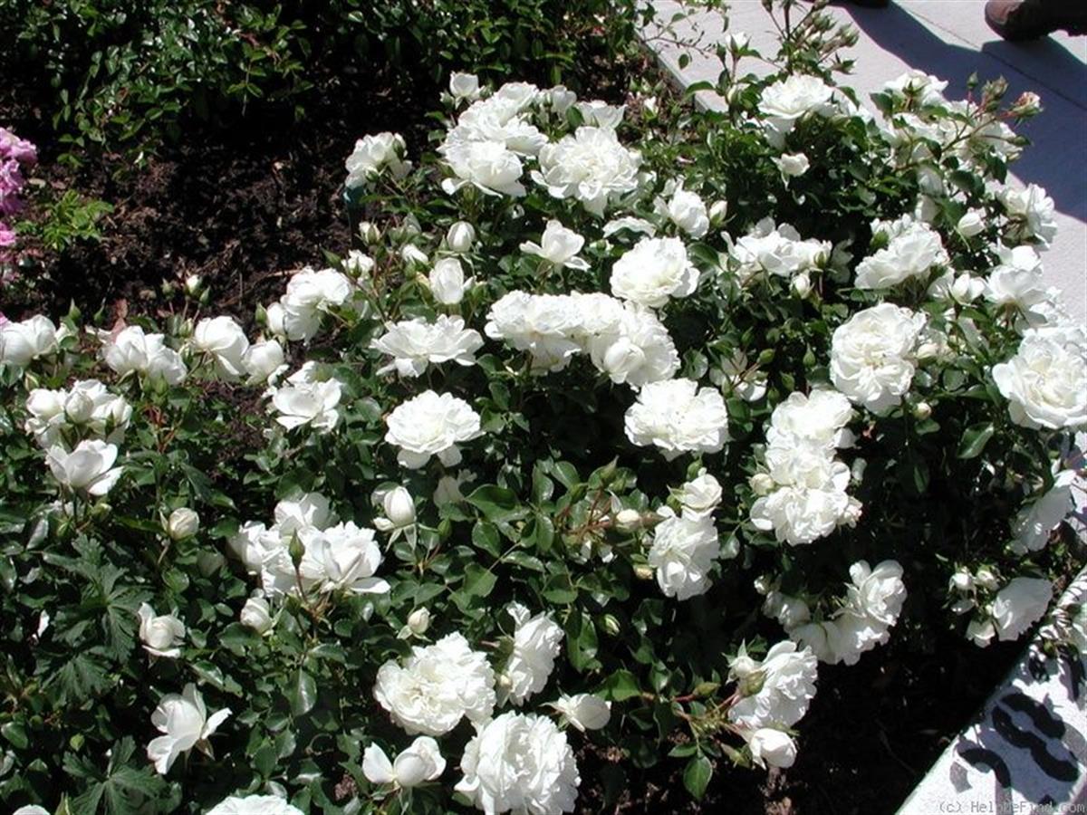 Rosa Beyaz Fransız Gül fidanı