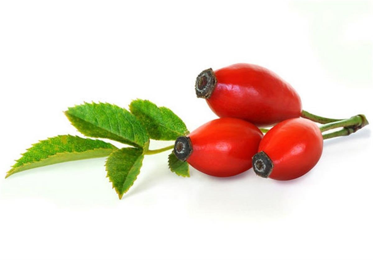 Rosa canina Kuşburnu fidanı