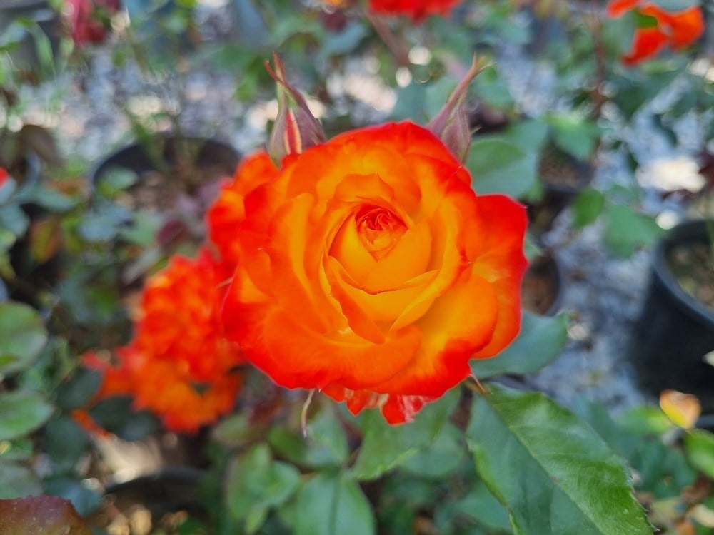 Rosa Charisma Sarı Kırmızı Gül fidanı