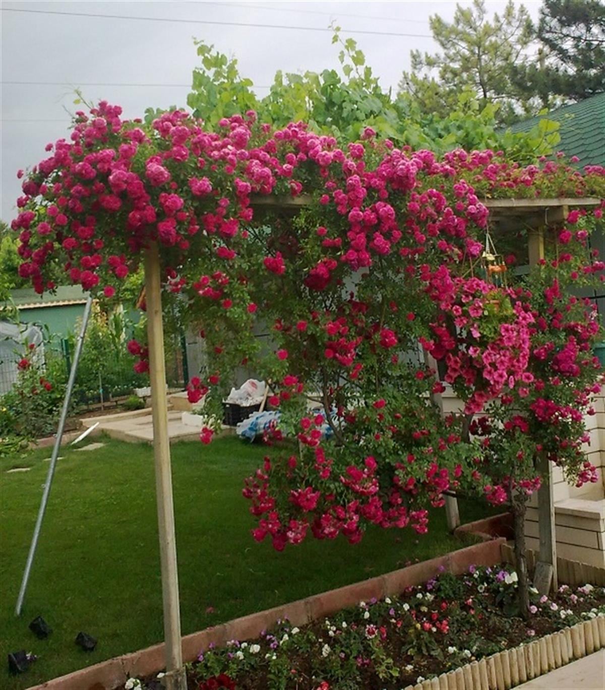 Rosa Climbing Pembe Sarmaşık Gül fidanı