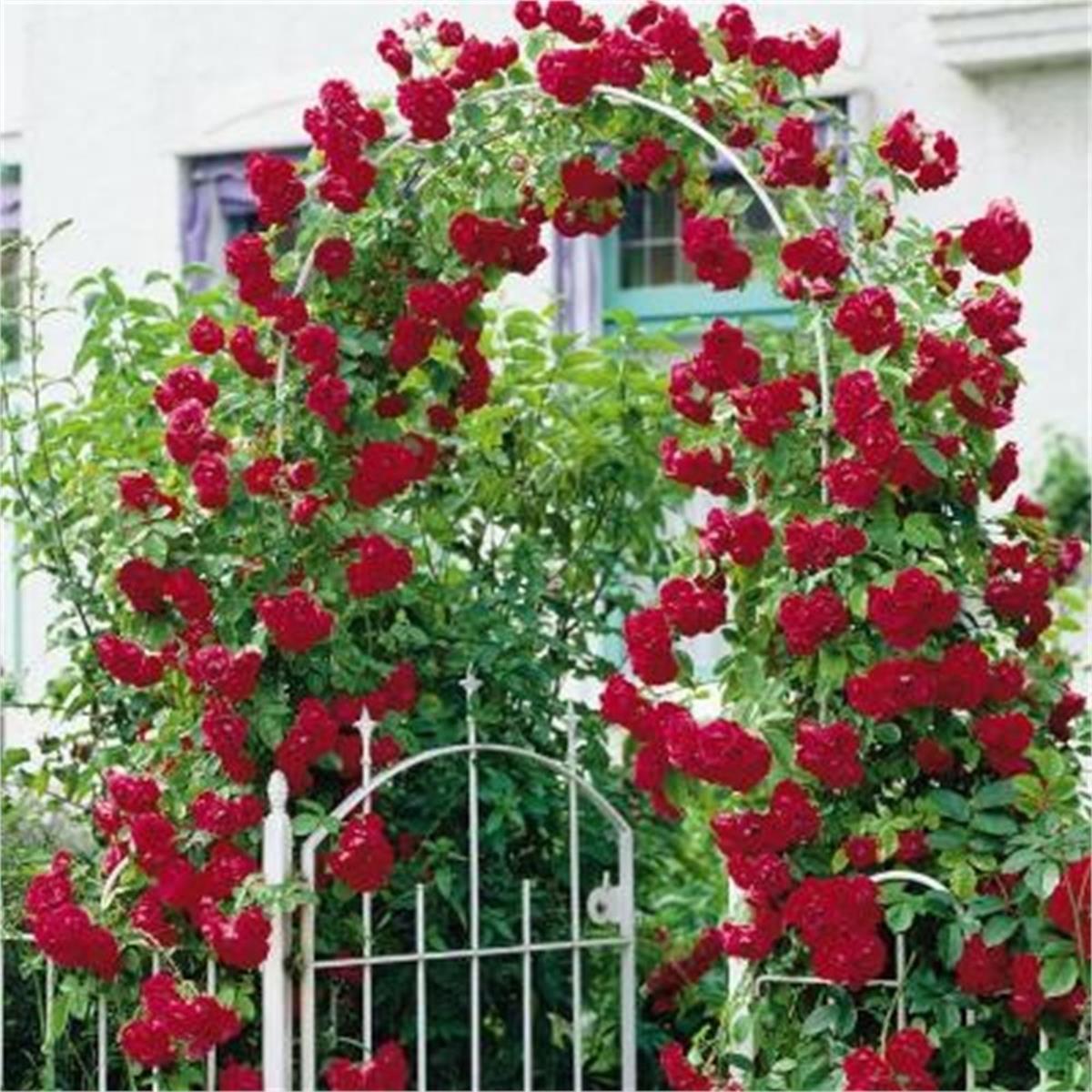 Rosa Climbing Ramblin Red Yediveren Kırmızı Sarmaşık Gül fidanı