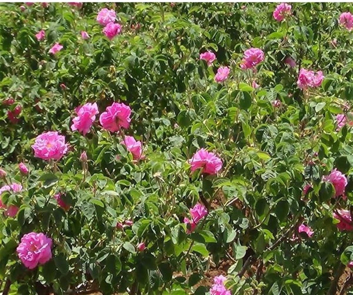 Rosa damascena Isparta Gülü fidanı