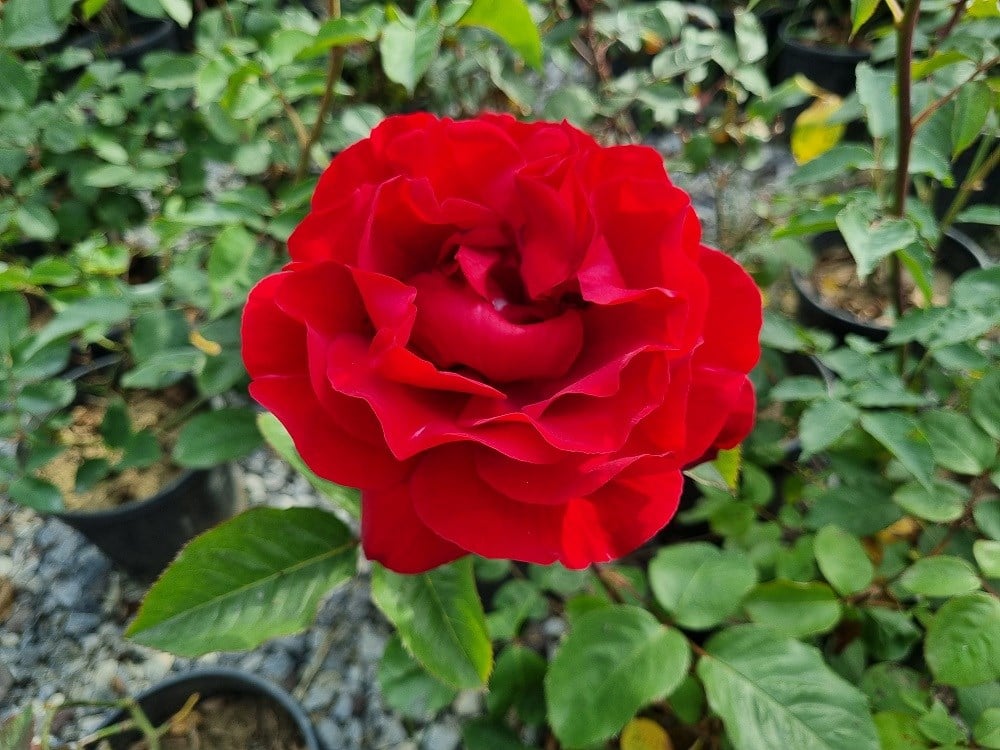 Rosa Dublin Bay Kırmızı Gül fidanı