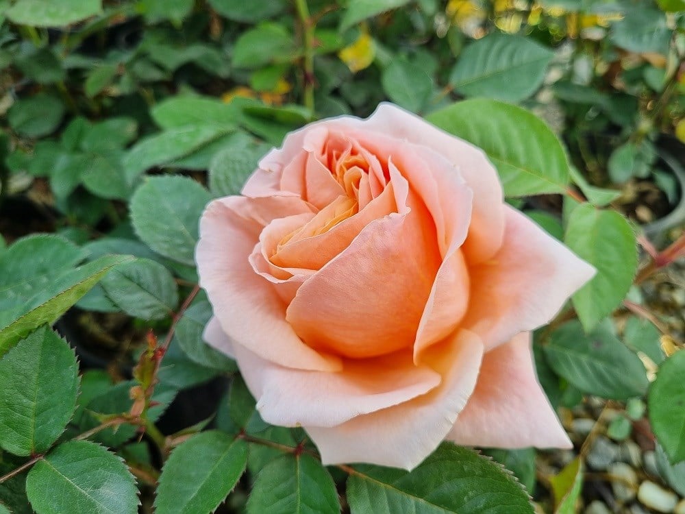 Rosa Just Joey Kavuniçi Gül fidanı