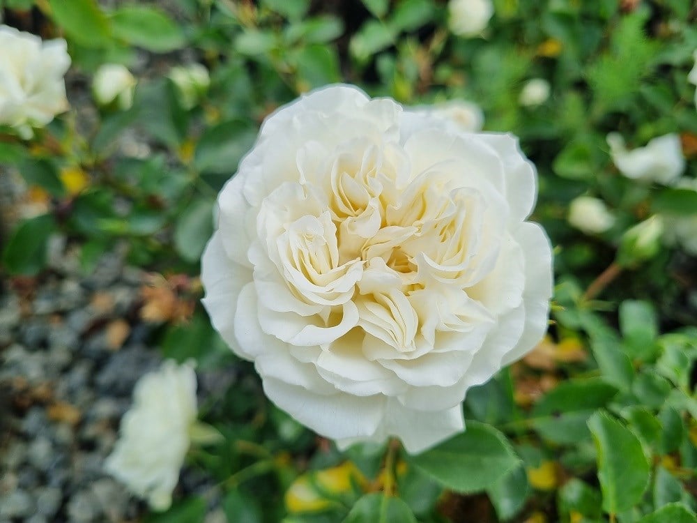 Rosa Katmerli Beyaz Gül fidanı