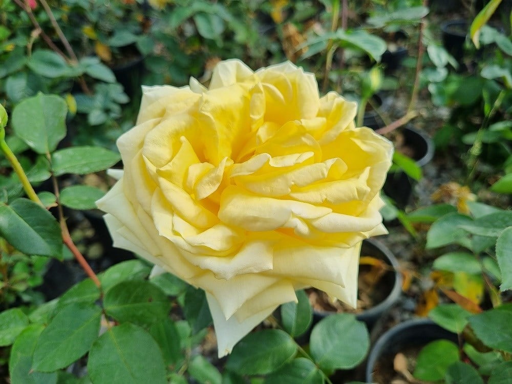 Rosa Landora Sarı Gül fidanı