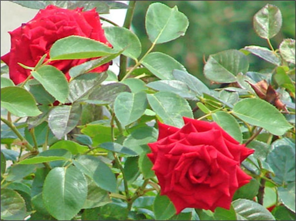 Rosa MAGNUM Kırmızı Gül fidanı