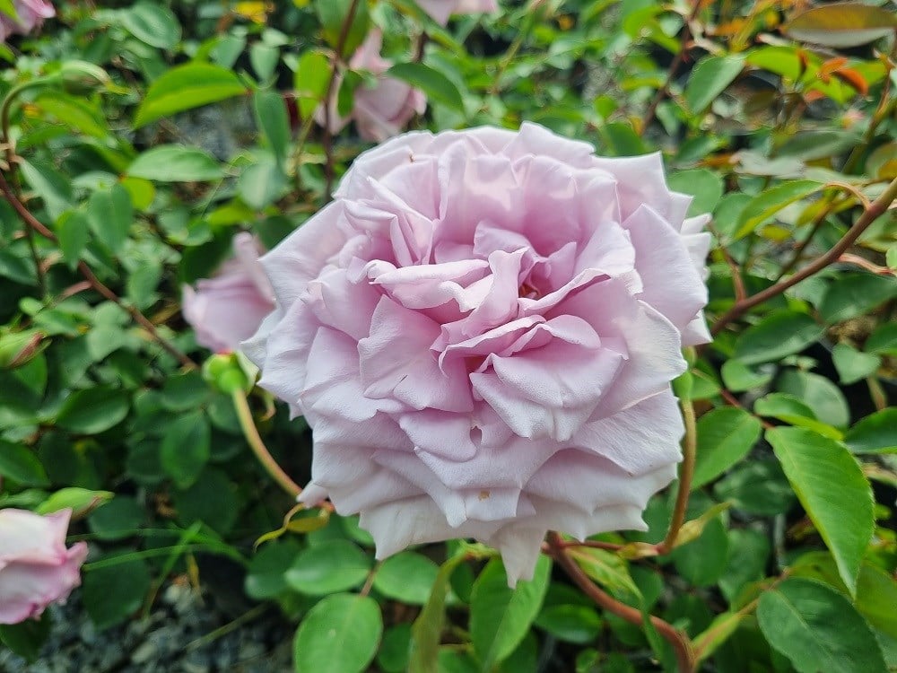 Rosa Mainzer Fastnacht Lila Gül fidanı