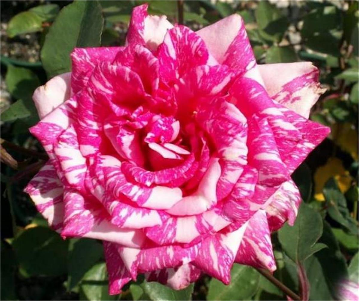 Rosa OSIRIA Candlestripe ebruli Gül fidanı