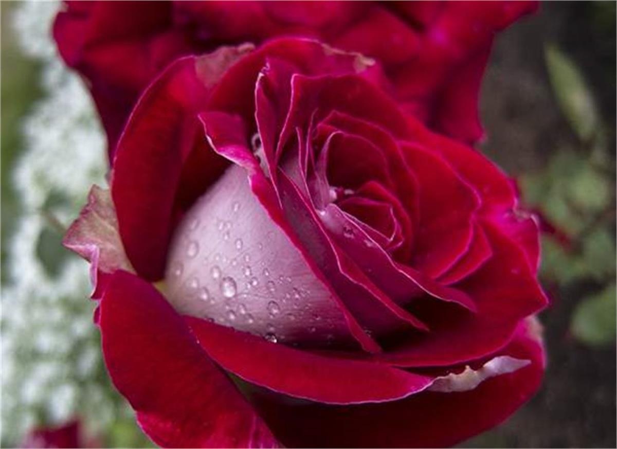 Rosa OSIRIA dubble Gül fidanı