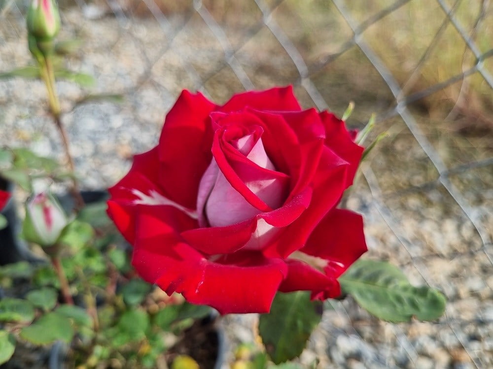 Rosa OSIRIA dubble Gül fidanı