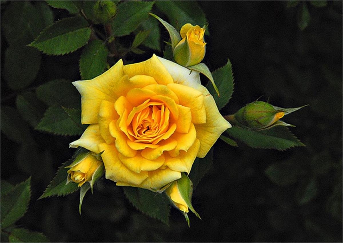 Rosa papillon Sarı Gül fidanı